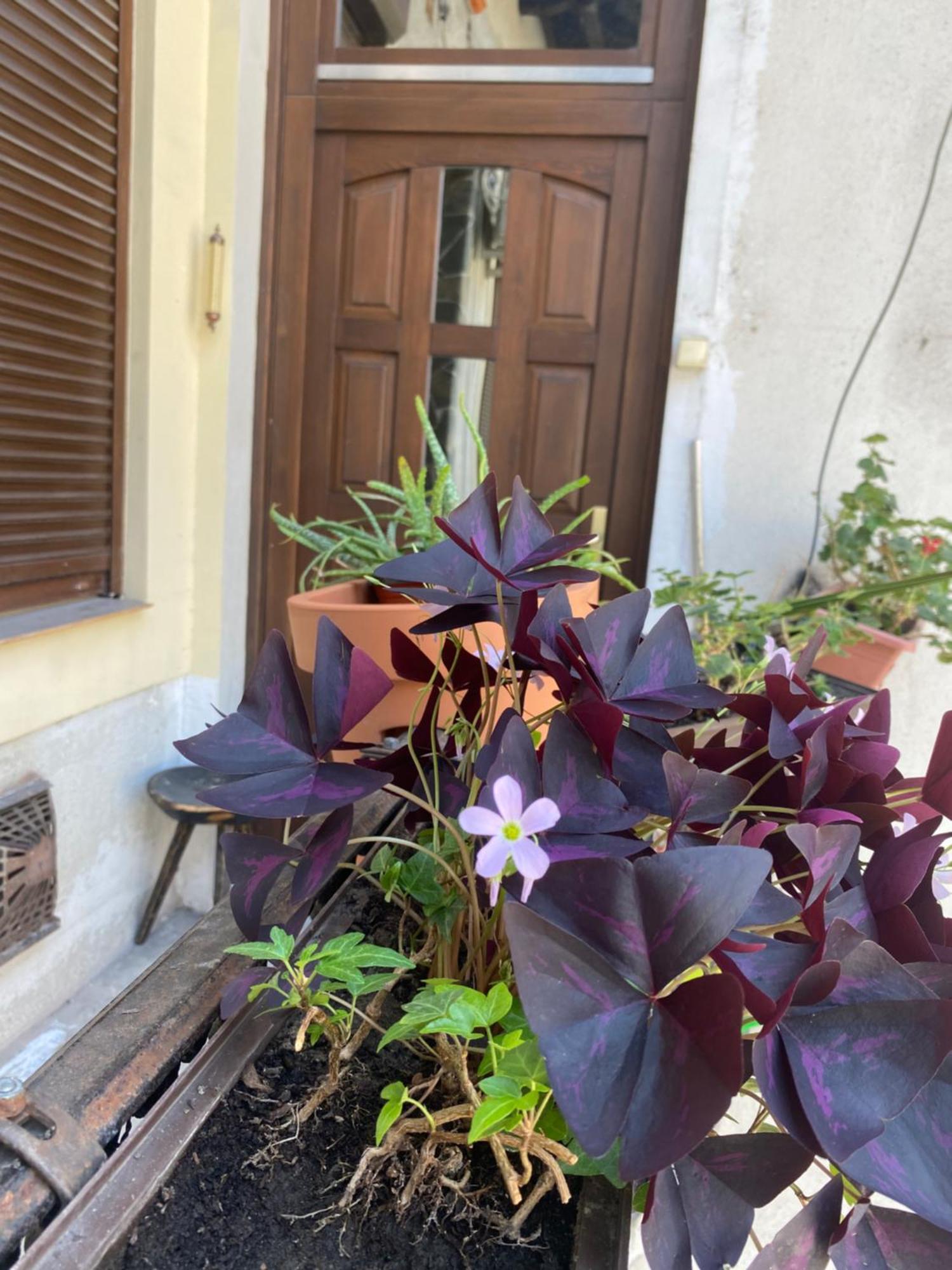 Budapest Oasis One Bedroom For Renting Exterior photo